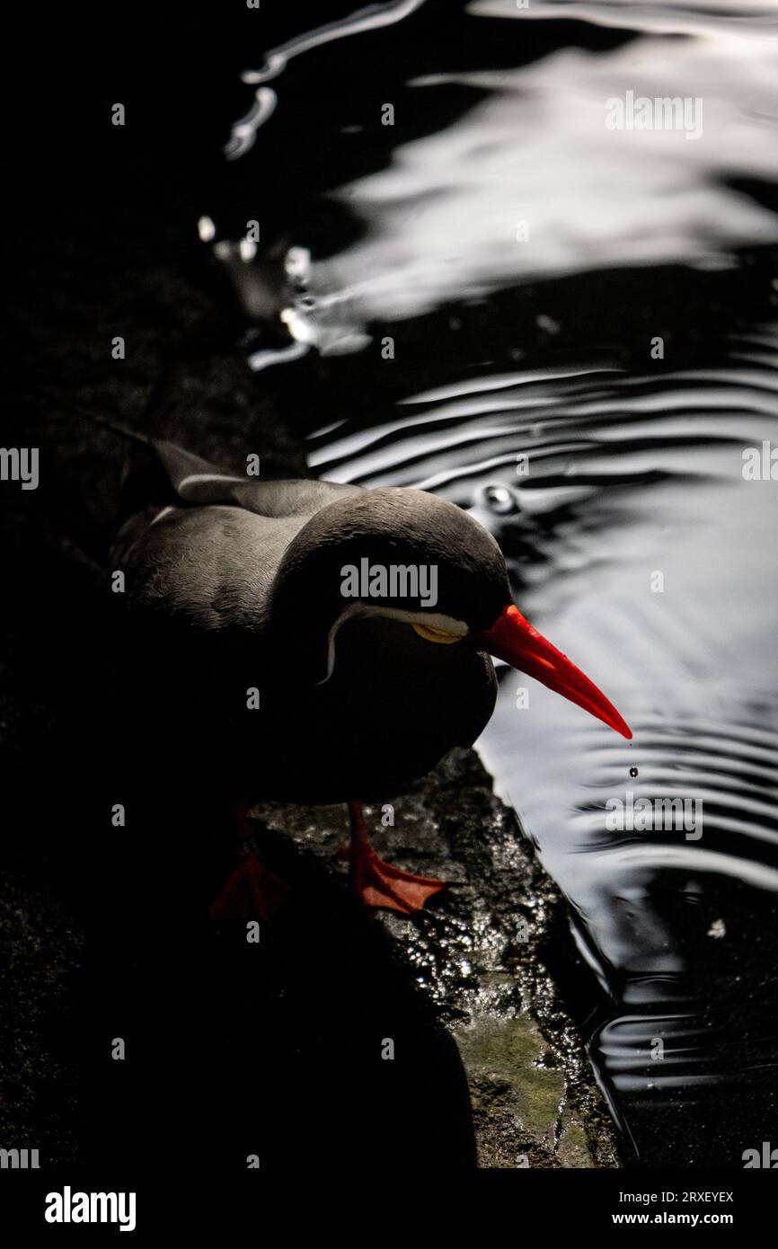 Pays-Bas, Amsterdam le 2022-09-22. Photographie animalière au zoo Artis à Amsterdam. Photographie de Martin Bertrand. Pays-Bas, Amsterdam le 2022-09-22. Banque D'Images