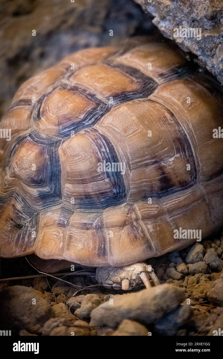 Pays-Bas, Amsterdam le 2022-09-22. Photographie animalière au zoo Artis à Amsterdam. Photographie de Martin Bertrand. Pays-Bas, Amsterdam le 2022-09-22. Banque D'Images