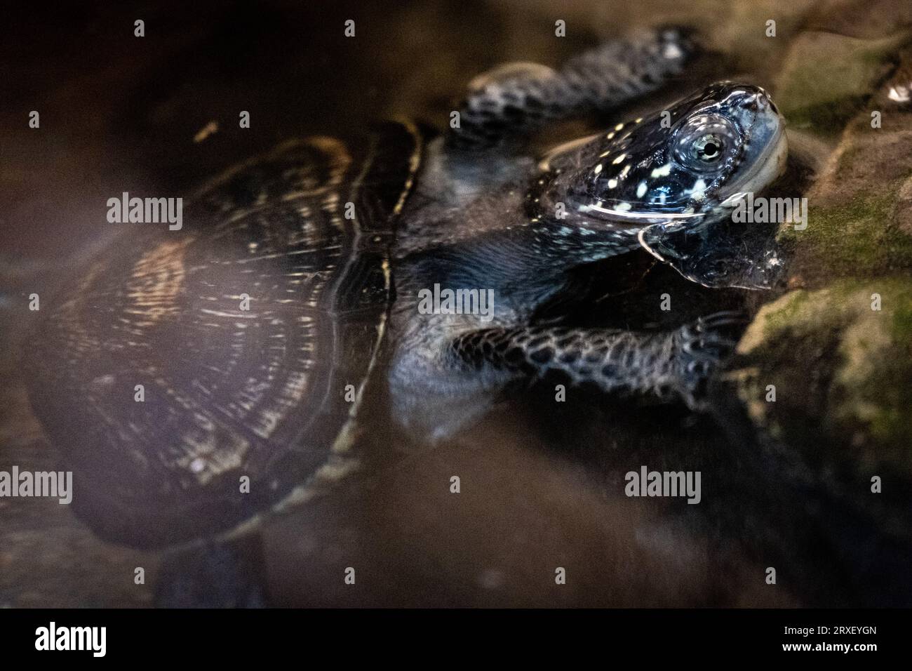 Pays-Bas, Amsterdam le 2022-09-22. Photographie animalière au zoo Artis à Amsterdam. Photographie de Martin Bertrand. Pays-Bas, Amsterdam le 2022-09-22. Banque D'Images