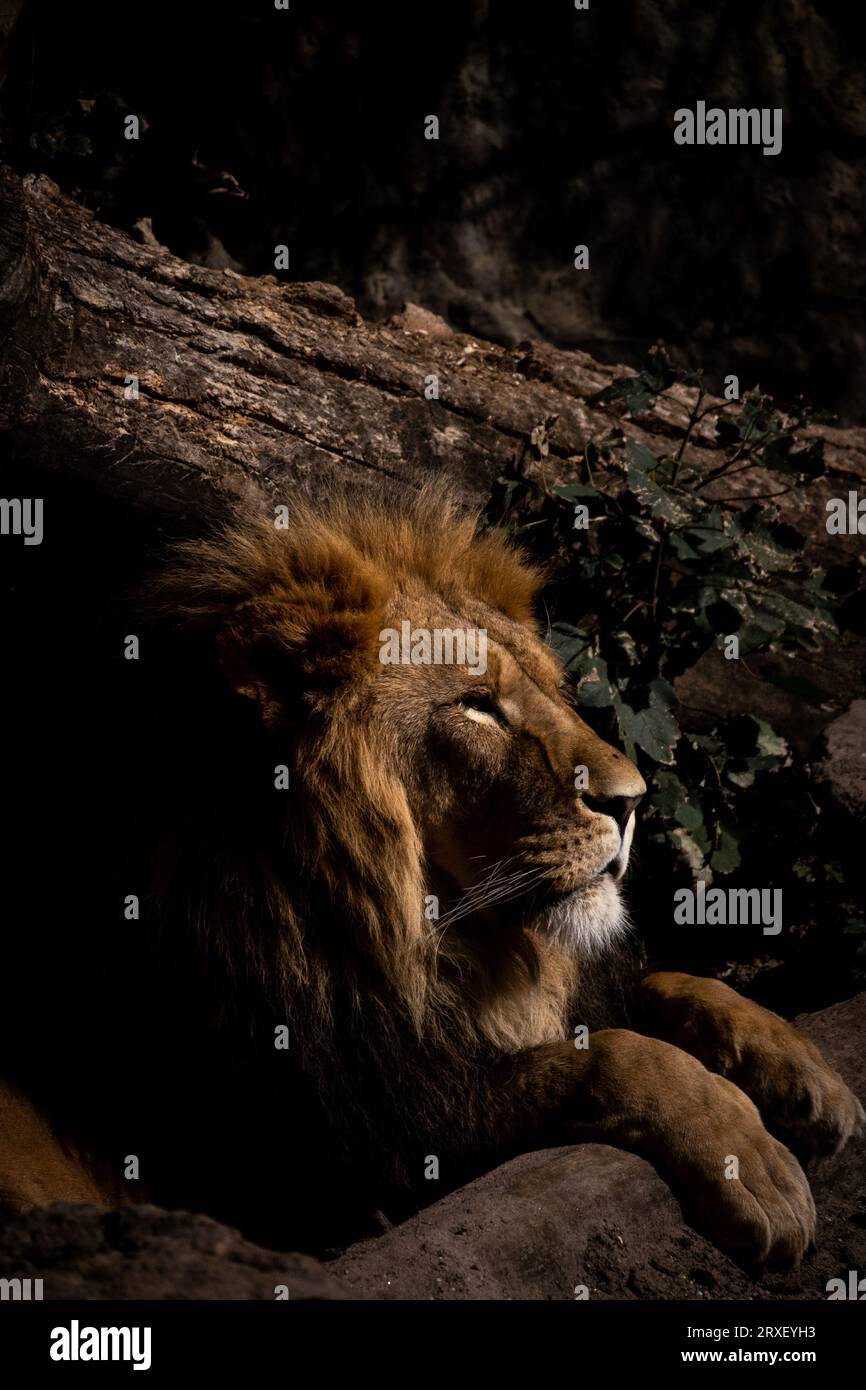 Pays-Bas, Amsterdam le 2022-09-22. Photographie animalière au zoo Artis à Amsterdam. Photographie de Martin Bertrand. Pays-Bas, Amsterdam le 2022-09-22. Banque D'Images