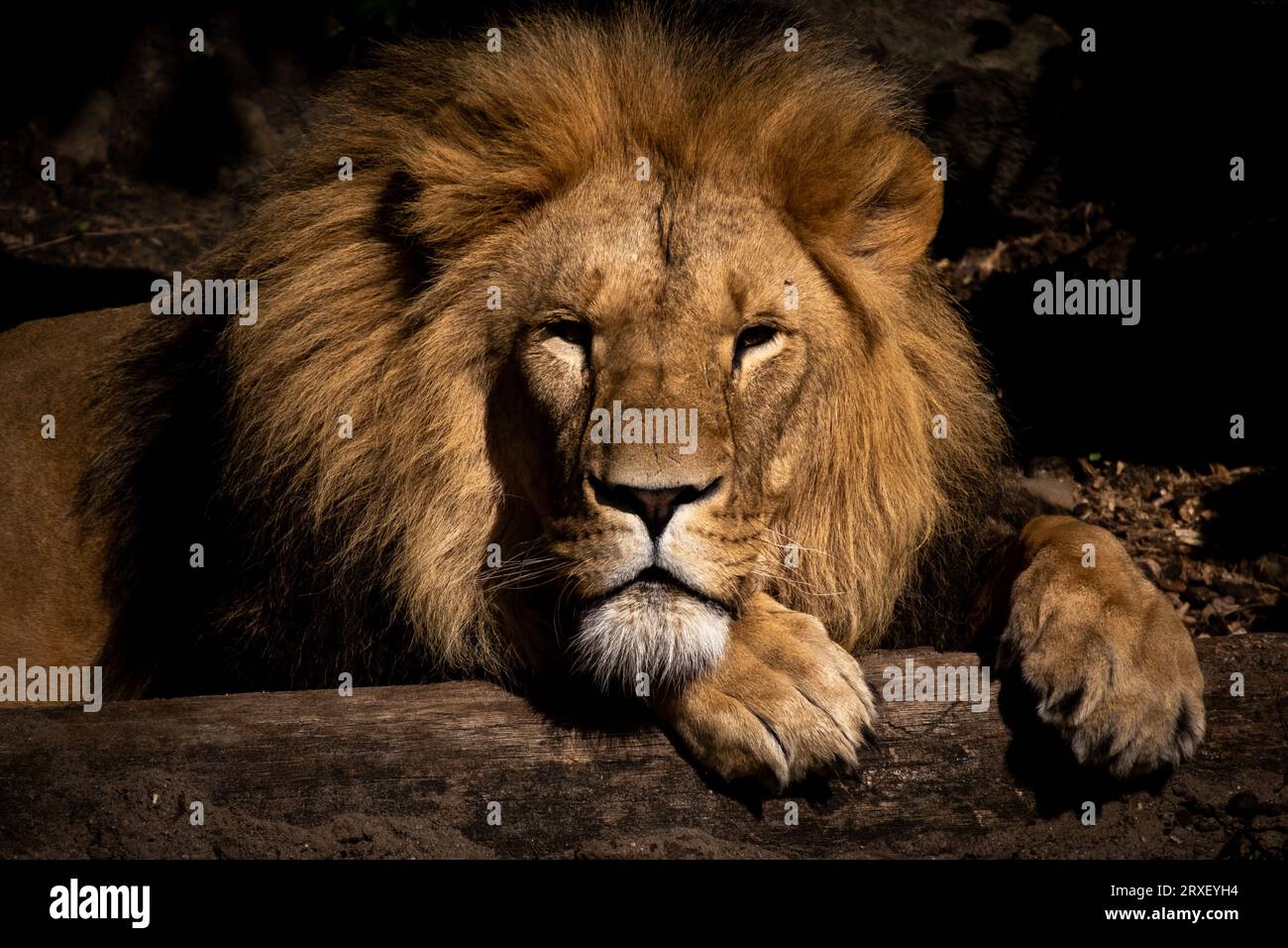 Pays-Bas, Amsterdam le 2022-09-22. Photographie animalière au zoo Artis à Amsterdam. Photographie de Martin Bertrand. Pays-Bas, Amsterdam le 2022-09-22. Banque D'Images