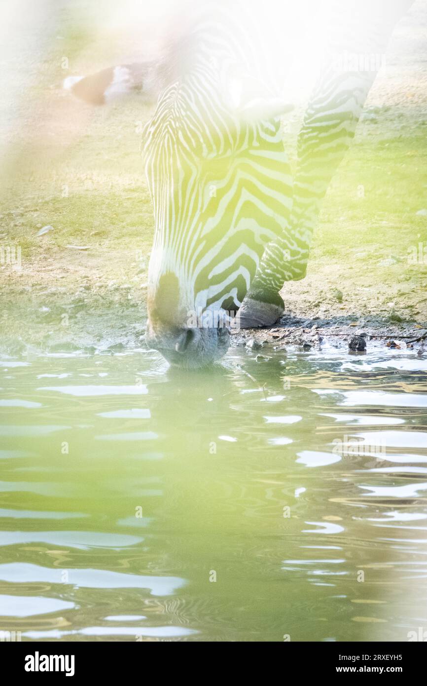 Pays-Bas, Amsterdam le 2022-09-22. Photographie animalière au zoo Artis à Amsterdam. Photographie de Martin Bertrand. Pays-Bas, Amsterdam le 2022-09-22. Banque D'Images