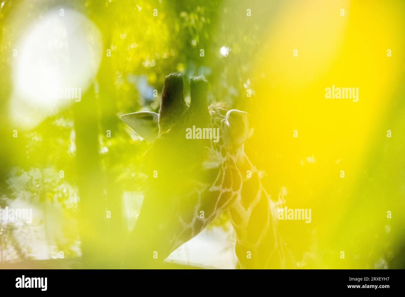 Pays-Bas, Amsterdam le 2022-09-22. Photographie animalière au zoo Artis à Amsterdam. Photographie de Martin Bertrand. Pays-Bas, Amsterdam le 2022-09-22. Banque D'Images