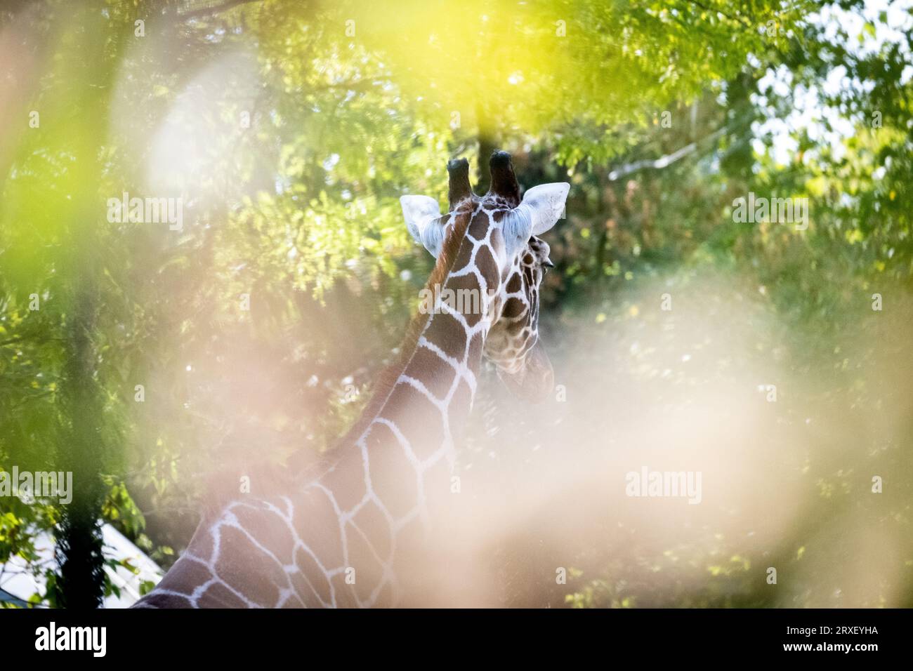 Pays-Bas, Amsterdam le 2022-09-22. Photographie animalière au zoo Artis à Amsterdam. Photographie de Martin Bertrand. Pays-Bas, Amsterdam le 2022-09-22. Banque D'Images