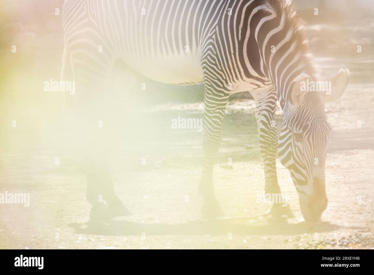 Pays-Bas, Amsterdam le 2022-09-22. Photographie animalière au zoo Artis à Amsterdam. Photographie de Martin Bertrand. Pays-Bas, Amsterdam le 2022-09-22. Banque D'Images