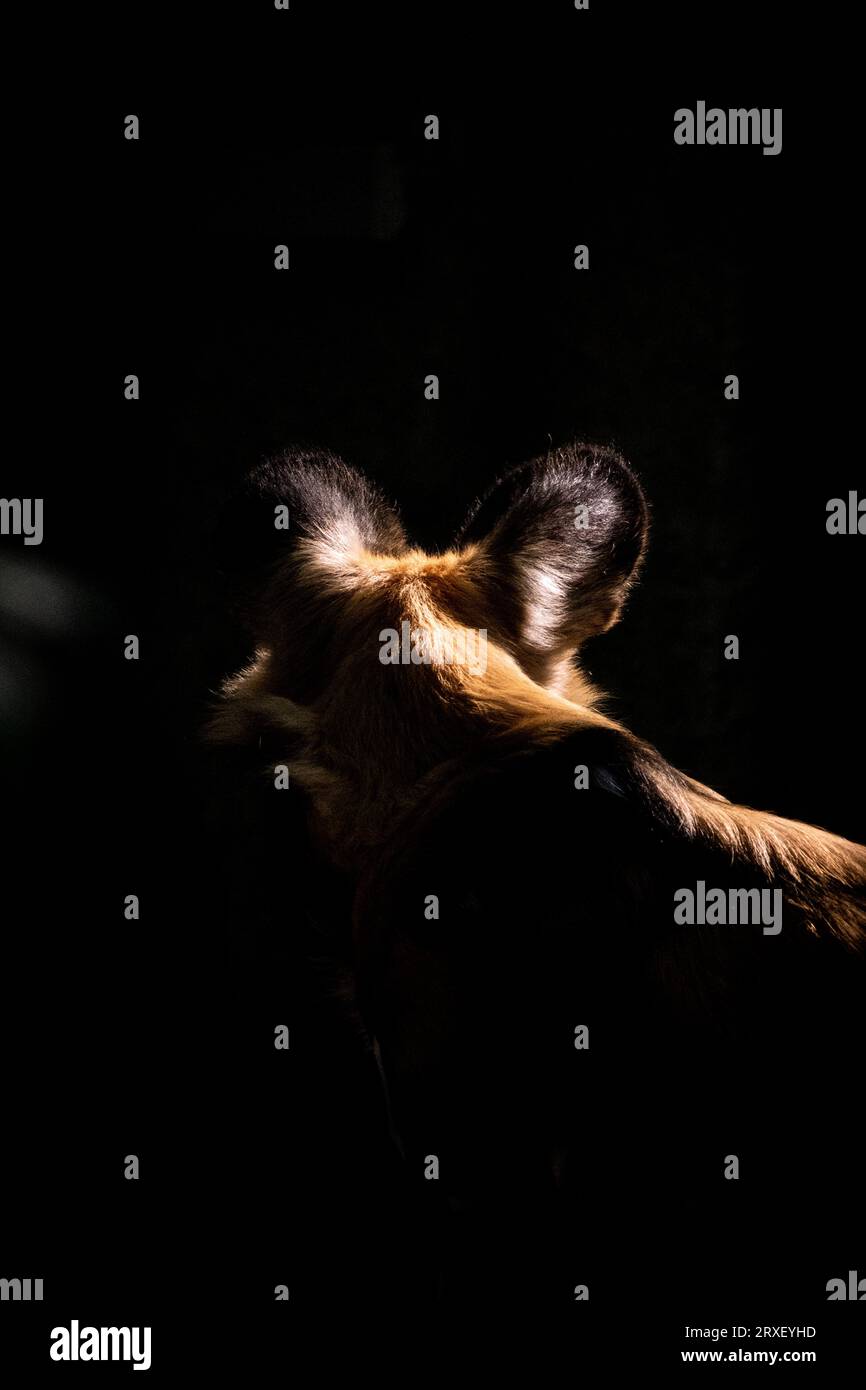 Pays-Bas, Amsterdam le 2022-09-22. Photographie animalière au zoo Artis à Amsterdam. Photographie de Martin Bertrand. Pays-Bas, Amsterdam le 2022-09-22. Banque D'Images