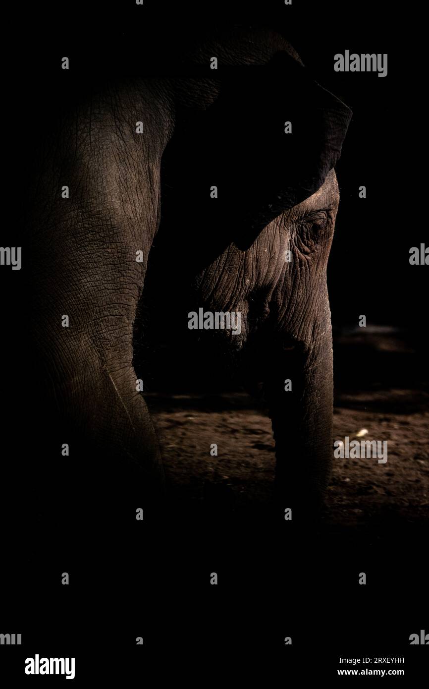 Pays-Bas, Amsterdam le 2022-09-22. Photographie animalière au zoo Artis à Amsterdam. Photographie de Martin Bertrand. Pays-Bas, Amsterdam le 2022-09-22. Banque D'Images