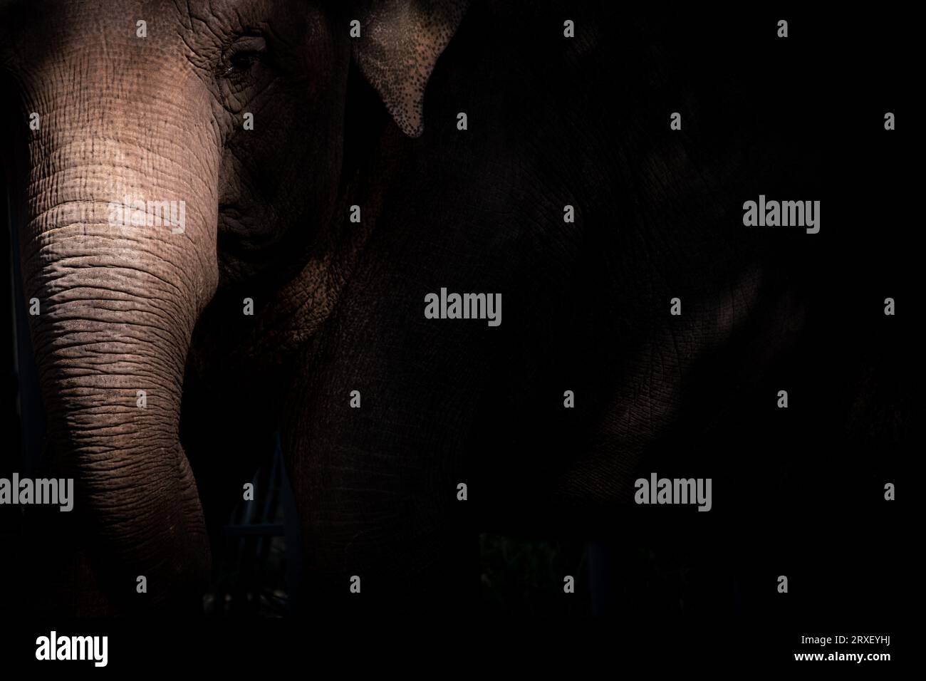 Pays-Bas, Amsterdam le 2022-09-22. Photographie animalière au zoo Artis à Amsterdam. Photographie de Martin Bertrand. Pays-Bas, Amsterdam le 2022-09-22. Banque D'Images