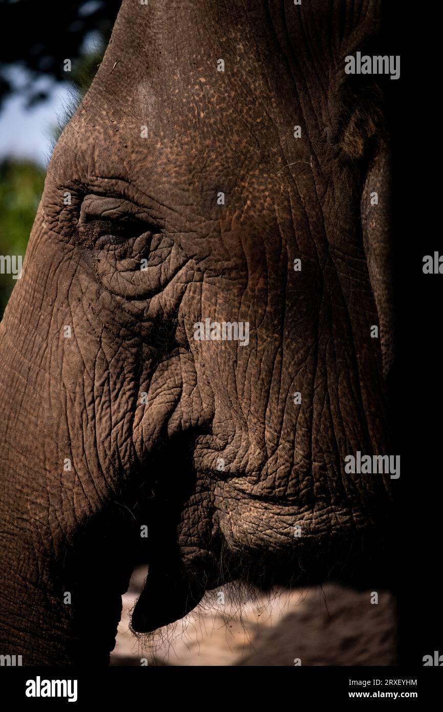 Pays-Bas, Amsterdam le 2022-09-22. Photographie animalière au zoo Artis à Amsterdam. Photographie de Martin Bertrand. Pays-Bas, Amsterdam le 2022-09-22. Banque D'Images