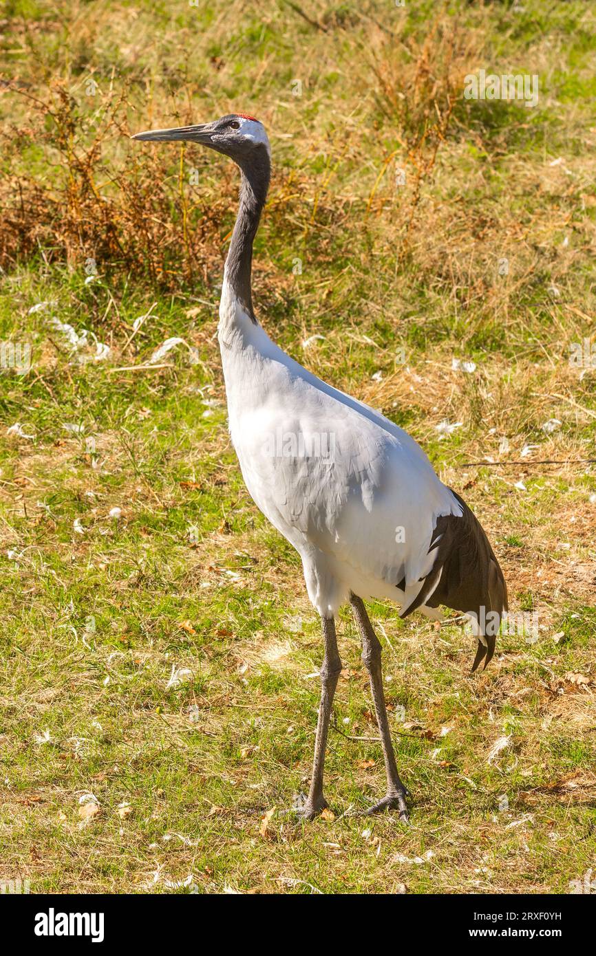 Grue à couronne rouge (Grus japonensis), aussi appelée grue mandchourie ou grue japonaise dans le parc zoologique de la haute touche - Indre (36), France. Banque D'Images