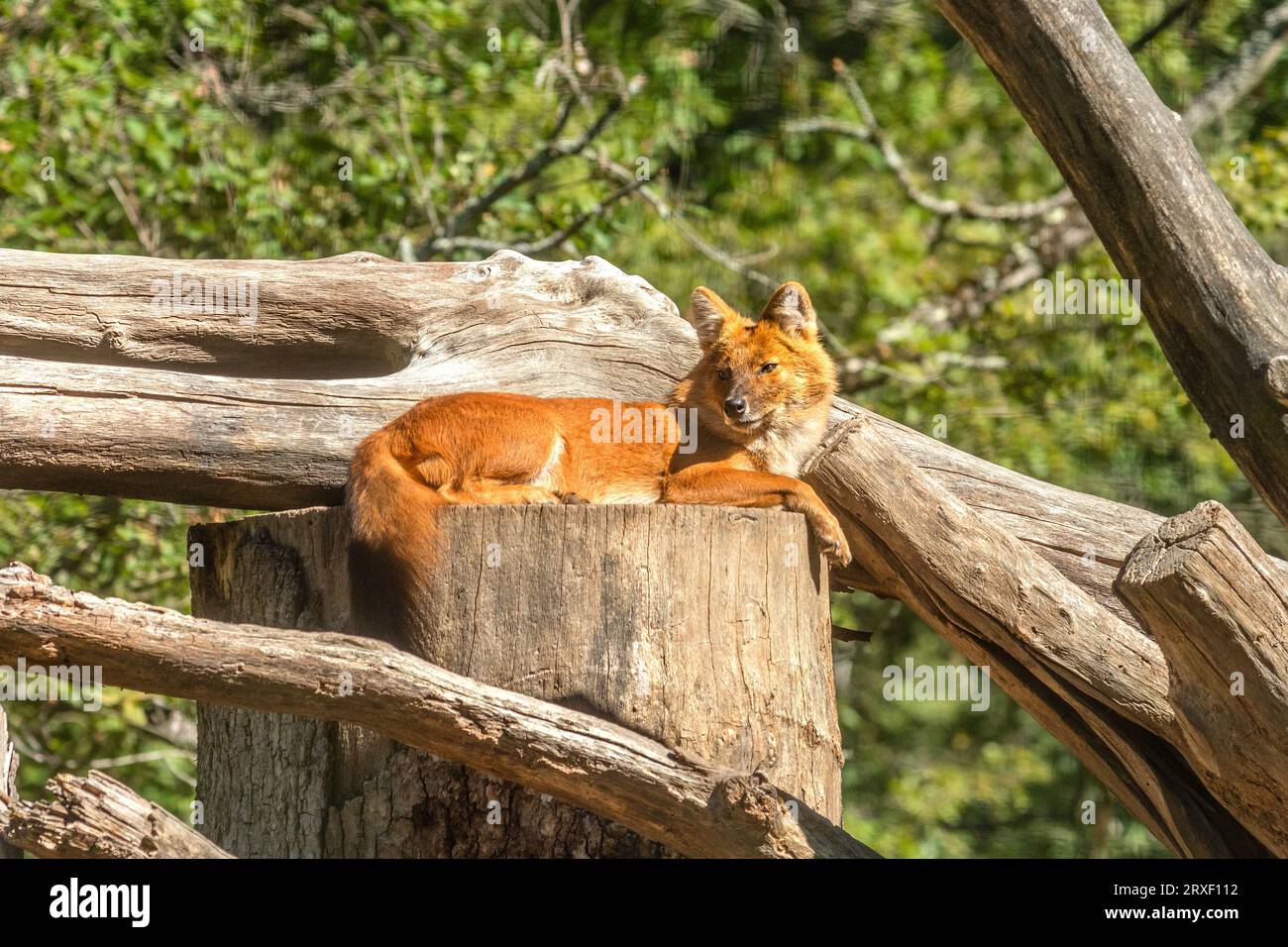 Dhole (Cuon alpinus) également connu comme chien sauvage asiatique ou chien sauvage asiatique assis sur le tronc d'arbre, dans le parc zoologique de la haute touche - Indre (36), France. Banque D'Images