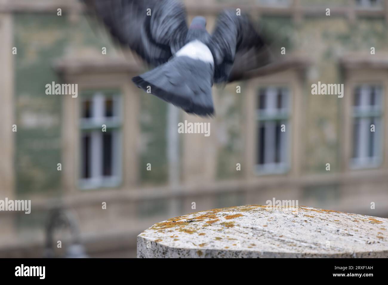 Image floue de mouvement de pigeon s'envolant avec bâtiment flou avec fenêtres en arrière-plan ; pourrait être utilisée comme image d'arrière-plan de l'espace conceptuel ; copie Banque D'Images