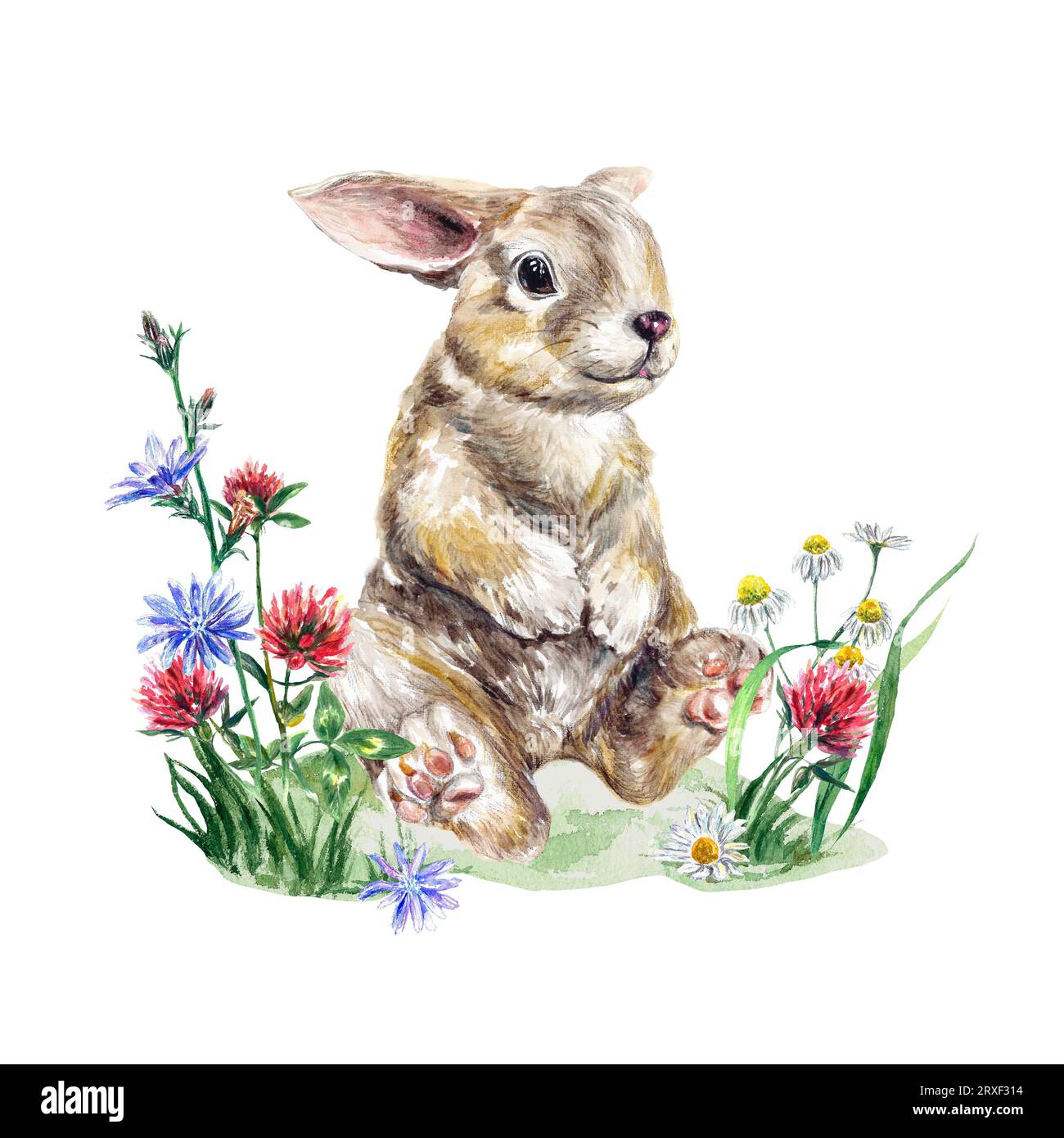 Un lapin assis dans un pré avec des fleurs sauvages de trèfle, camomille. Illustration aquarelle isolée sur fond blanc. Cartes de vœux, invitations. Banque D'Images