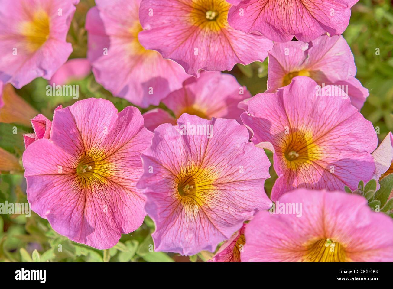 Fond floral d'été. Gros plan rose-jaune fleurs brillantes. Vue de dessus. Plante à fleurs décorative Petunia en aménagement paysager. Banque D'Images