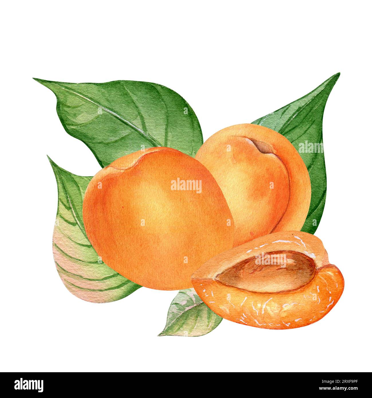 Illustration à l'aquarelle avec des abricots entiers, fruits segmentés avec des feuilles isolées sur fond blanc. Fruits orange, pêche, nectarine dessinés à la main. DESIG Banque D'Images