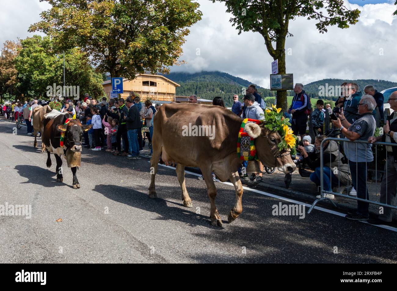 Défilé de vaches décorées au festival Almabrieb dans le Tyrol du Sud Banque D'Images