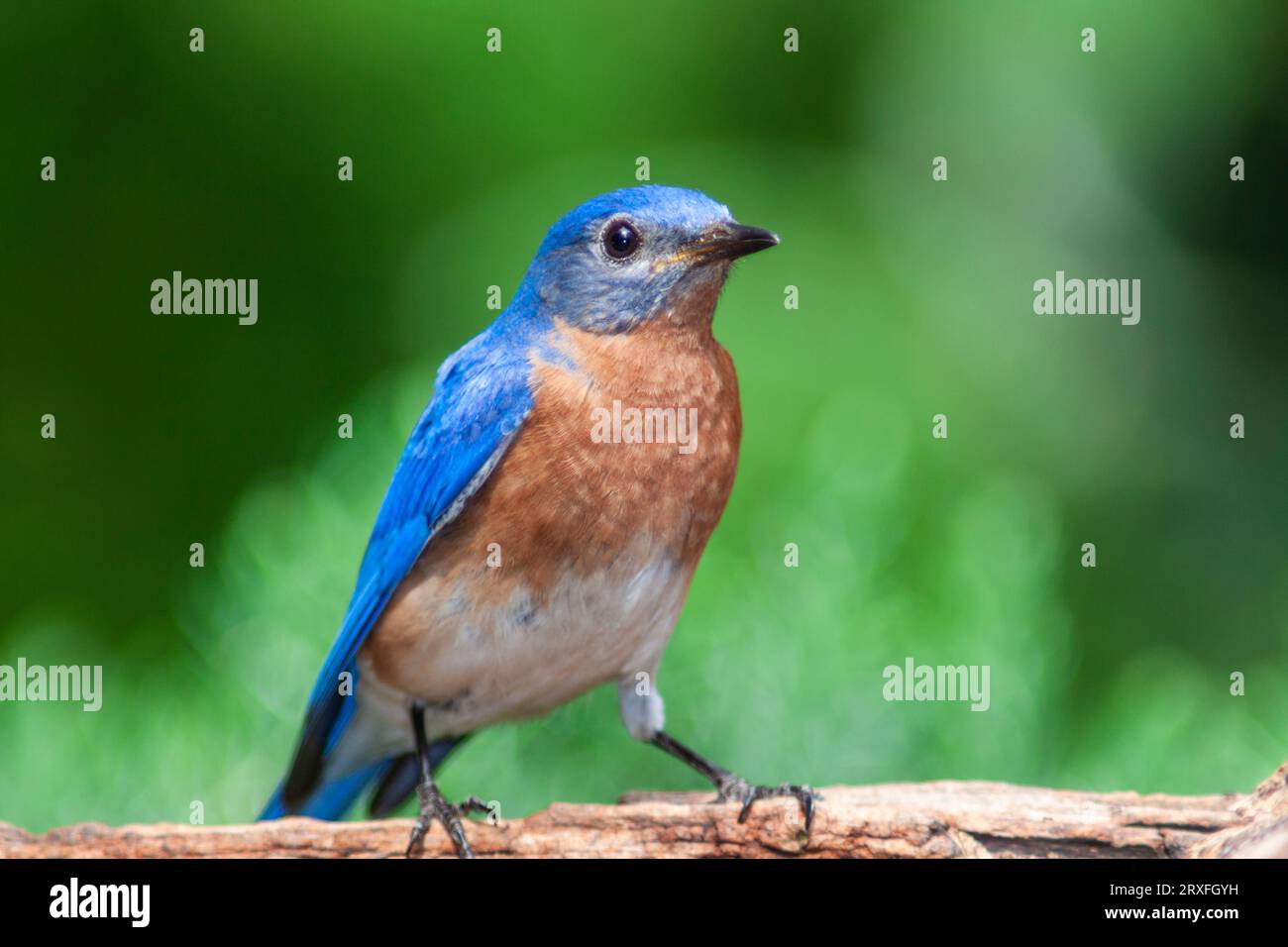 Eastern Bluebird, Sialia sialis, à Mcleanville, Caroline du Nord. Banque D'Images