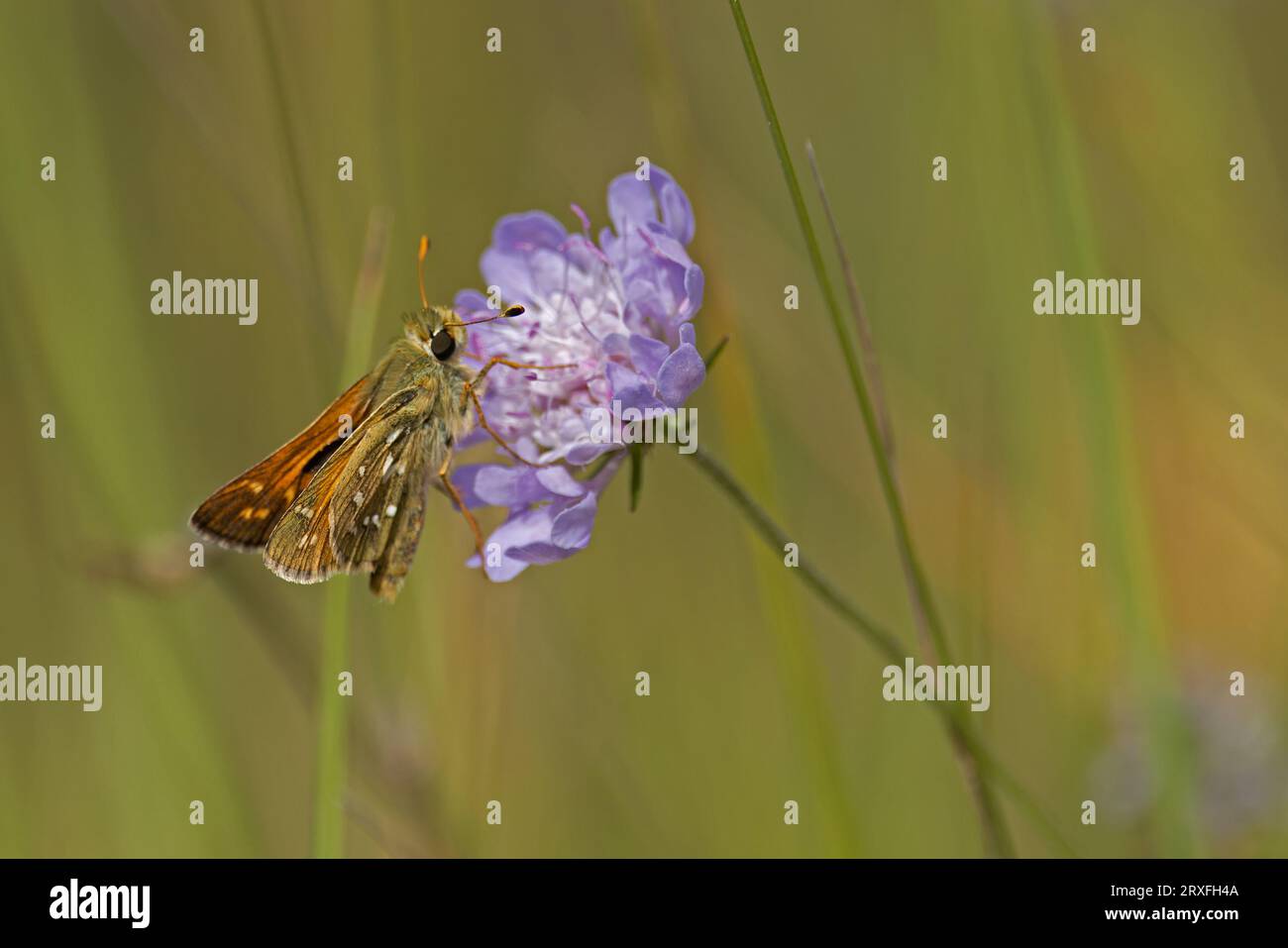 Skipper à pois argentés (Hesperia comma) Pyrénées Espagne ES août 2023 Banque D'Images