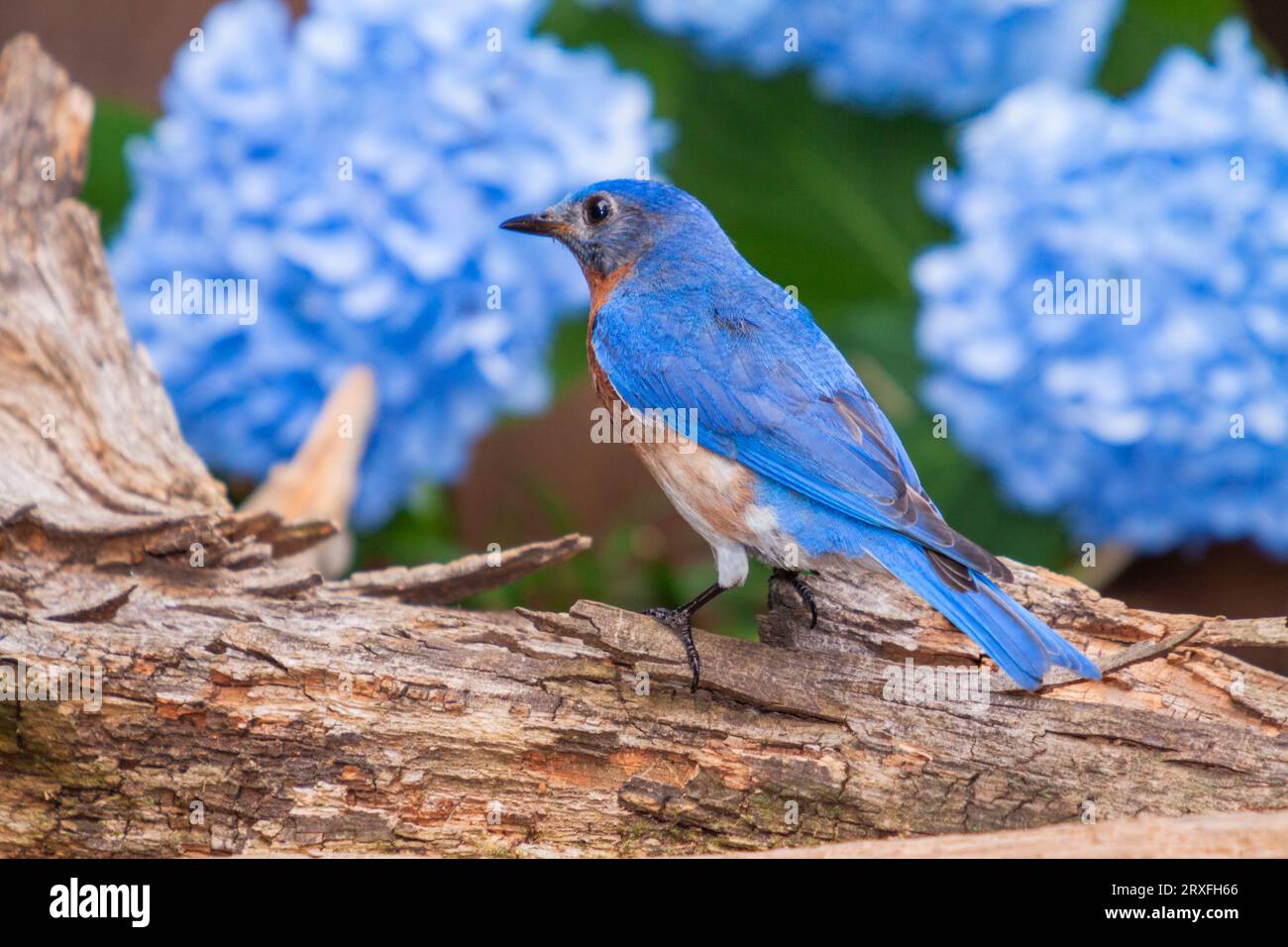 Eastern Bluebird, Sialia sialis, à Mcleanville, Caroline du Nord. Banque D'Images