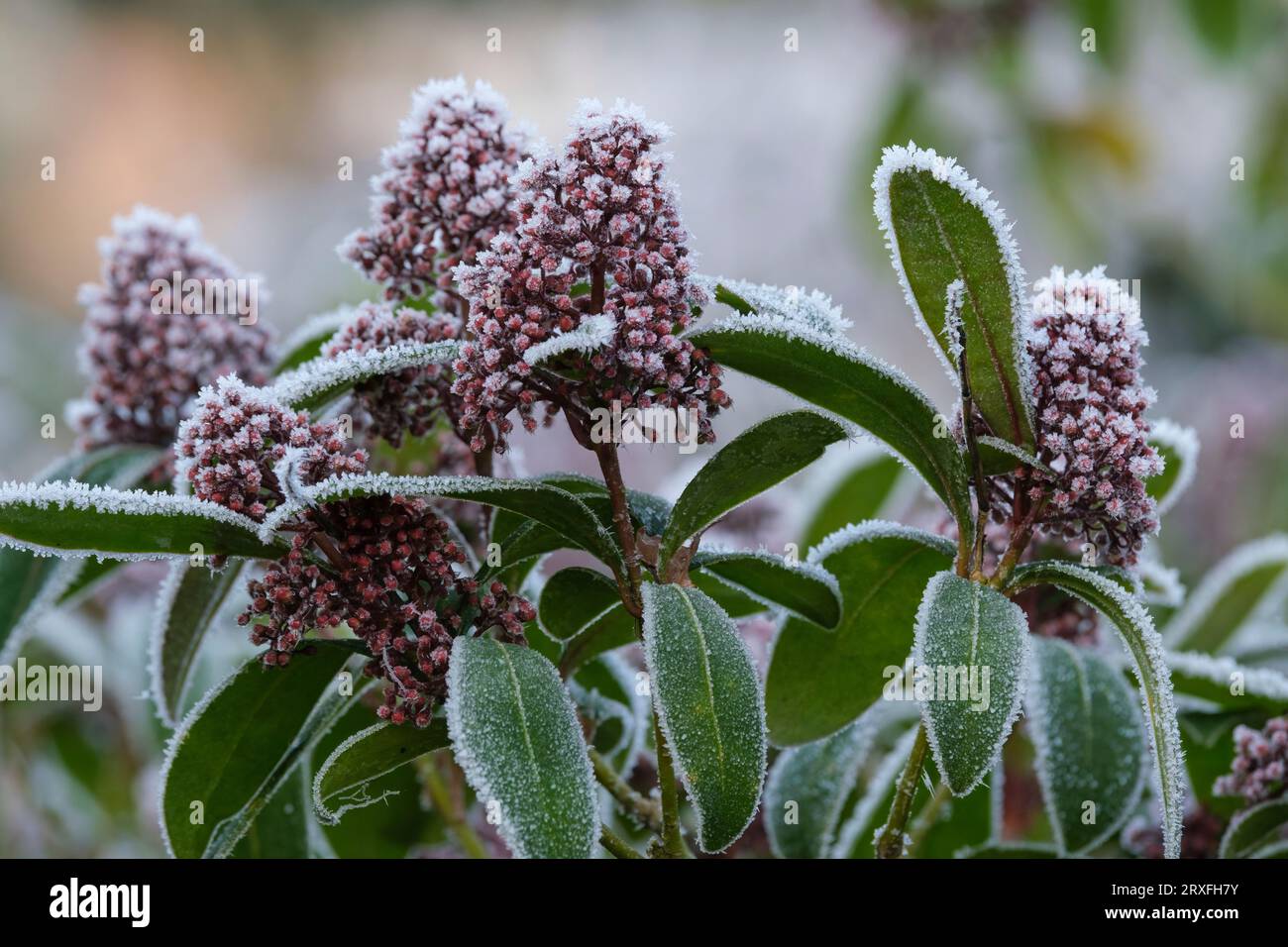 Skimmia japonica Rubella, Skimmia Rubella japonaise, bourgeons rouges de mi-hiver recouverts de cristaux de gel / glace Banque D'Images