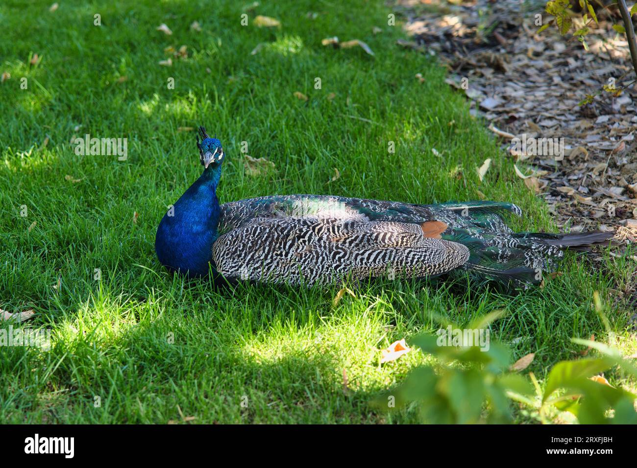 Peafowl ou Peachicken est un nom commun pour deux espèces d'oiseaux des genres Pavo et Afropavo au sein de la tribu Pavonini de la famille des Phasianidae. Banque D'Images
