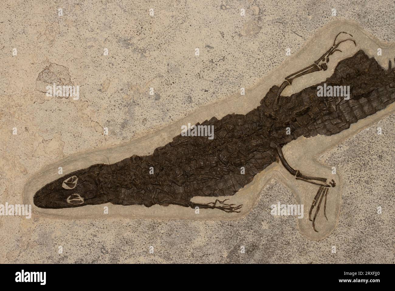 Alligator fossile, époque éocène, de la formation de Green River dans le Wyoming Banque D'Images