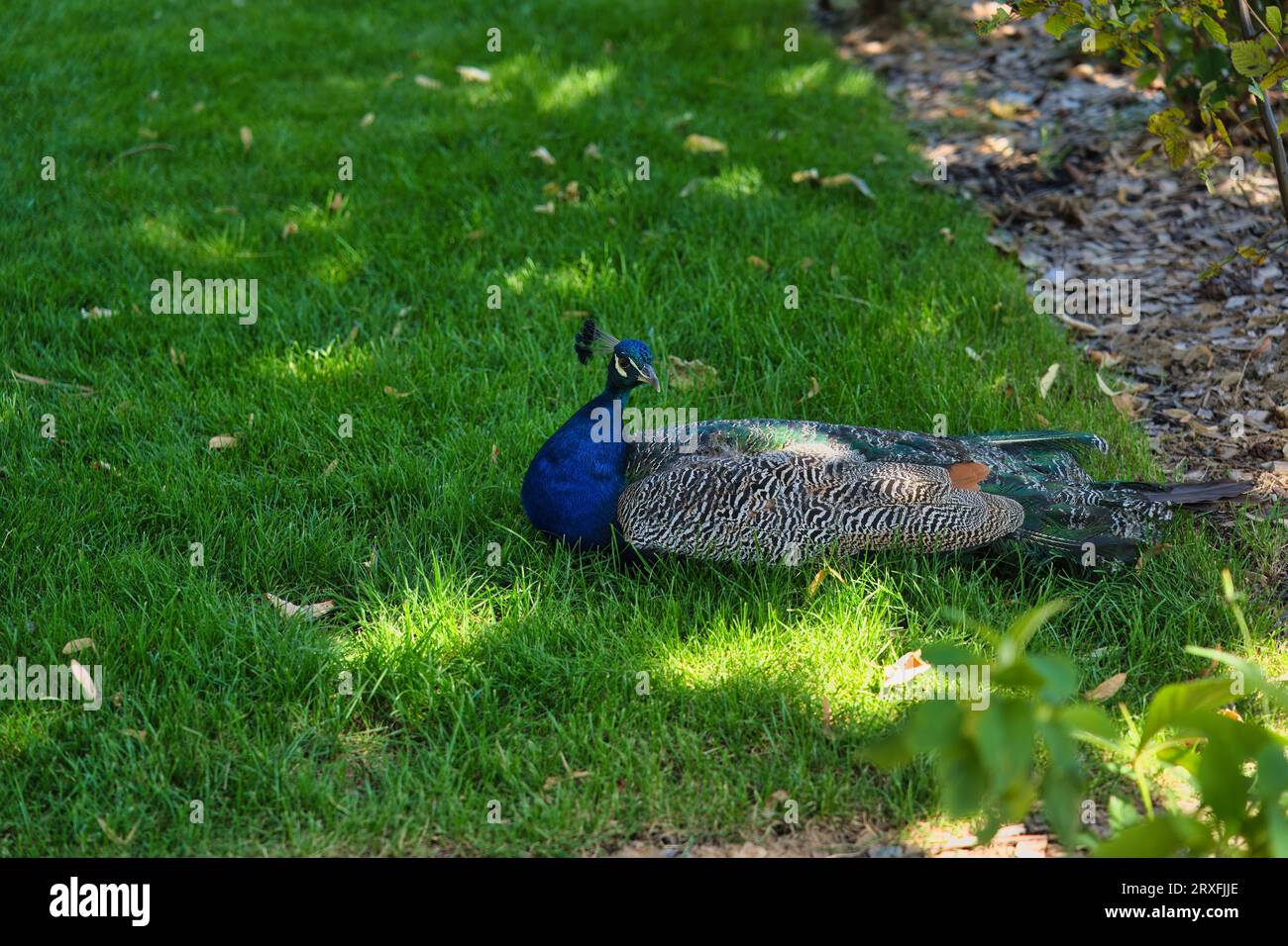 Peafowl ou Peachicken est un nom commun pour deux espèces d'oiseaux des genres Pavo et Afropavo au sein de la tribu Pavonini de la famille des Phasianidae. Banque D'Images