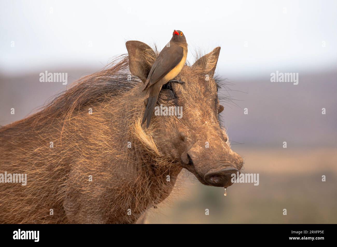 Buphagus erythrorynchus (Buphagus erythrorynchus) sur le phacochoerus africanus (Phacochoerus africanus), réserve de gibier de Zimanga, Afrique du Sud Banque D'Images