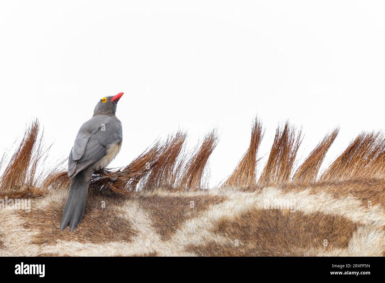 Buphagus erythrorynchus (Buphagus erythrorynchus) sur girafe (Giraffa camelopardalis), parc national Kruger, Afrique du Sud Banque D'Images