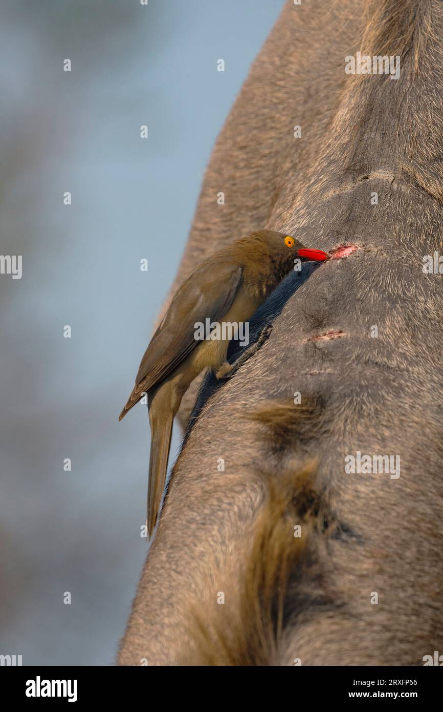 Buphagus erythrorynchus (Buphagus erythrorynchus) se nourrissant d'une blessure de kudu (Tragelaphus strepsiceros), réserve de gibier de Zimanga, KwaZulu-Natal, Afrique du Sud Banque D'Images