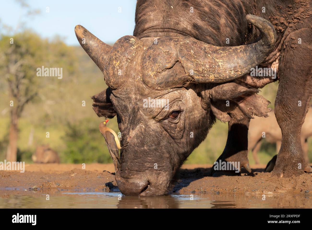Buffle du Cap (Syncerus caffer), réserve de chasse de Zimanga, KwaZulu-Natal, Afrique du Sud Banque D'Images