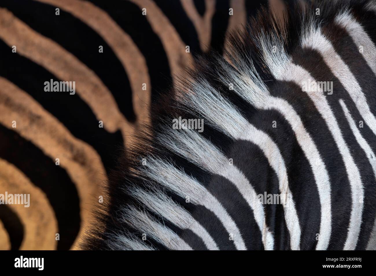 Rayures zébrées des plaines (Equus quagga burchellii), parc national Kruger, Afrique du Sud Banque D'Images