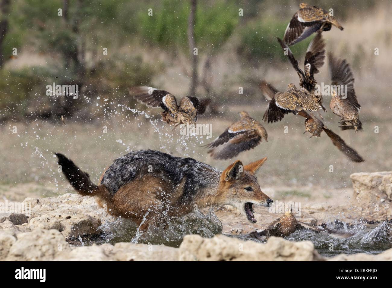 Chacal à dos noir (Lupullella mesomelas), chasse à la proie du grès de Burchell (Pterocles burchelli), parc transfrontier de Kgalagadi, Cap Nord, Sud Banque D'Images