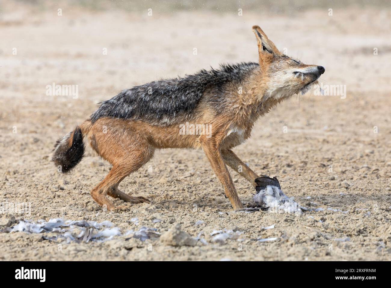 Jackal à dos noir (Lupullella mesomelas) avec la proie de la colombe du Cap (Streptopilia capicola), parc transfrontier de Kgalagadi, Cap Nord, Afrique du Sud Banque D'Images