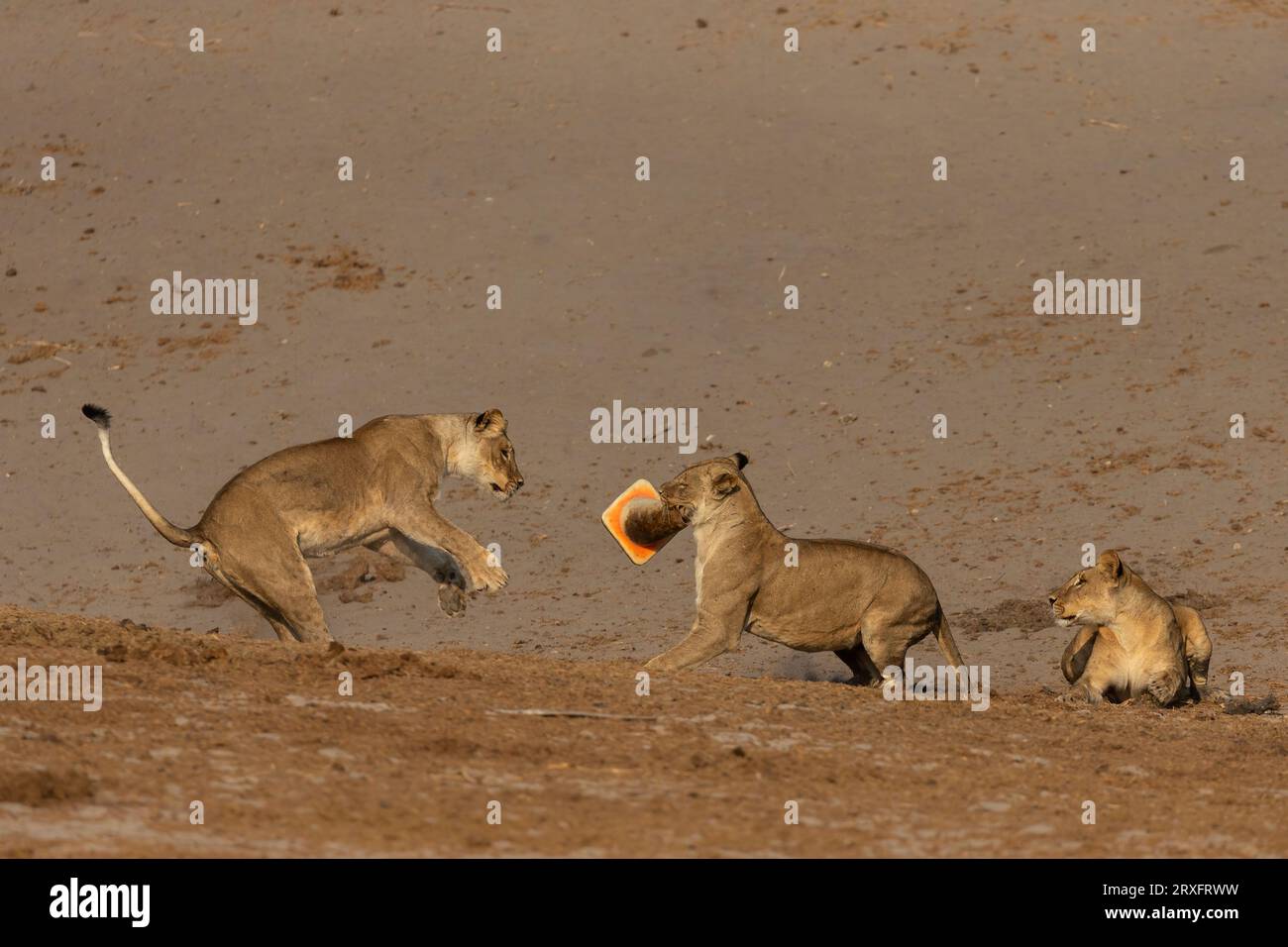 Lions (Panthera leo) jouant avec le cône de circulation, parc national de Chobe, Botswana Banque D'Images