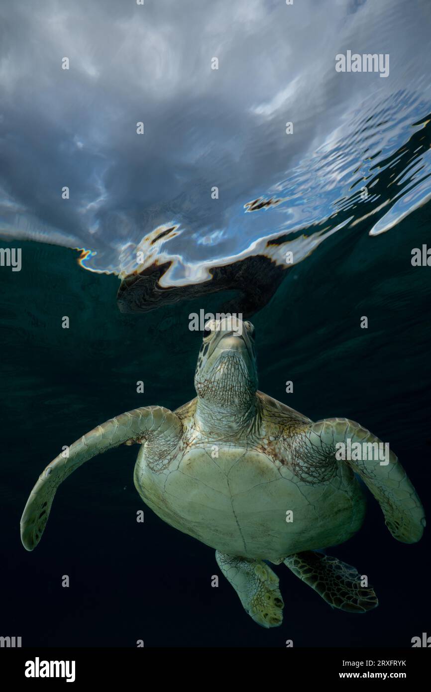 Tortue verte nageant sur la plage de Ngouja Mayotte Océan Indien Banque D'Images