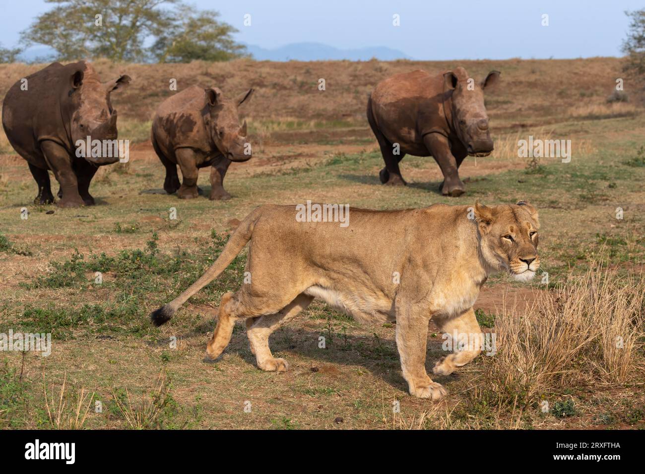Lion (Panthera leo) et rhinocéros blanc, réserve privée de Zimanga, KwaZulu-Natal., Afrique du Sud Banque D'Images