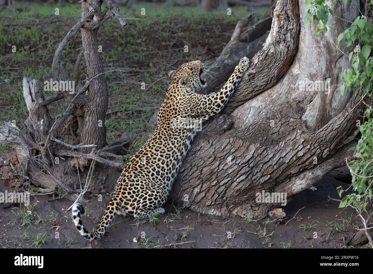 Griffes affûtées de léopard (Panthera pardus), réserve de chasse de Mashatu, Botswana Banque D'Images