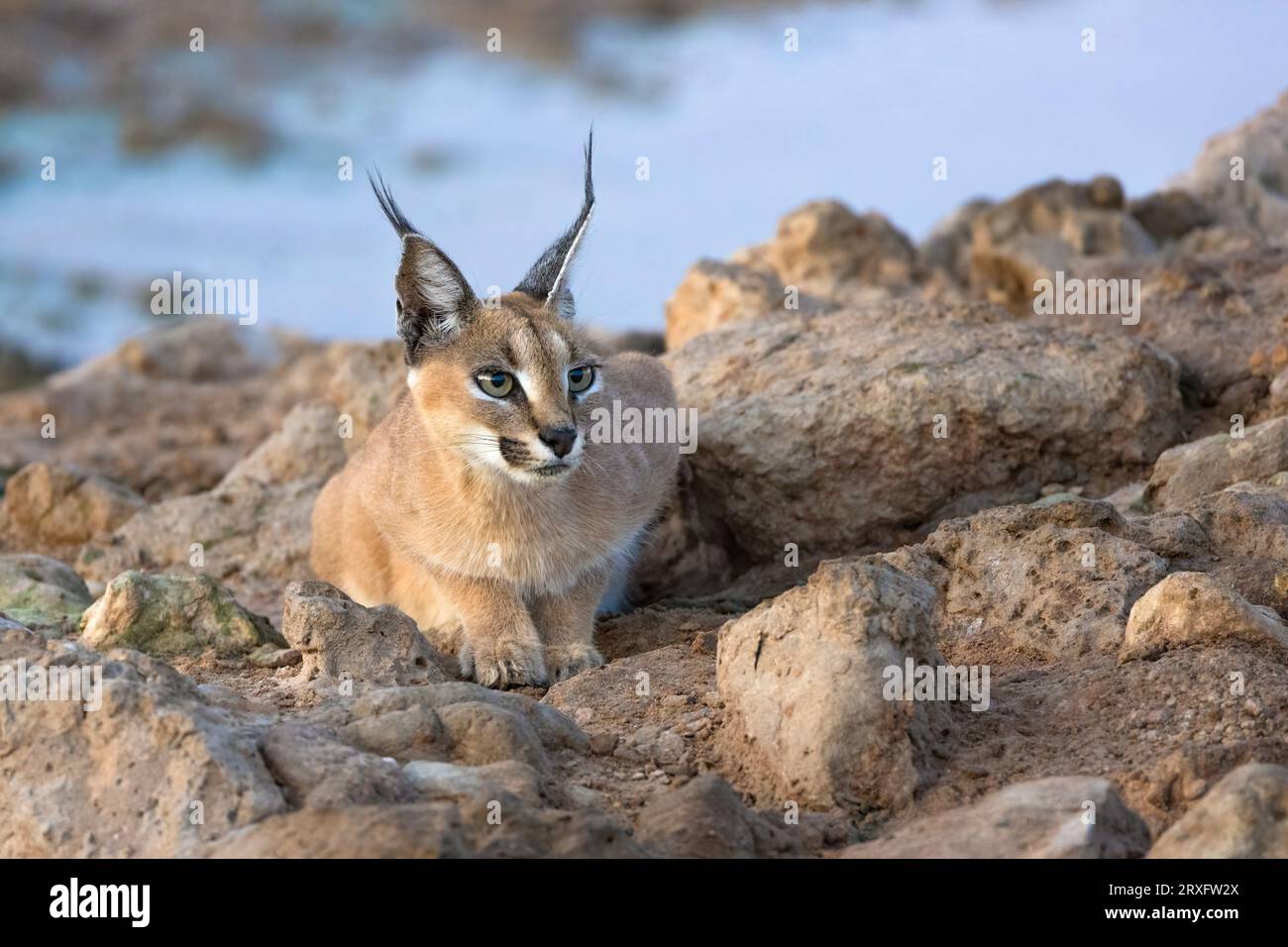Caracal (Caracal caracal), parc transfrontalier de Kgalagadi, Cap Nord, Afrique du Sud Banque D'Images