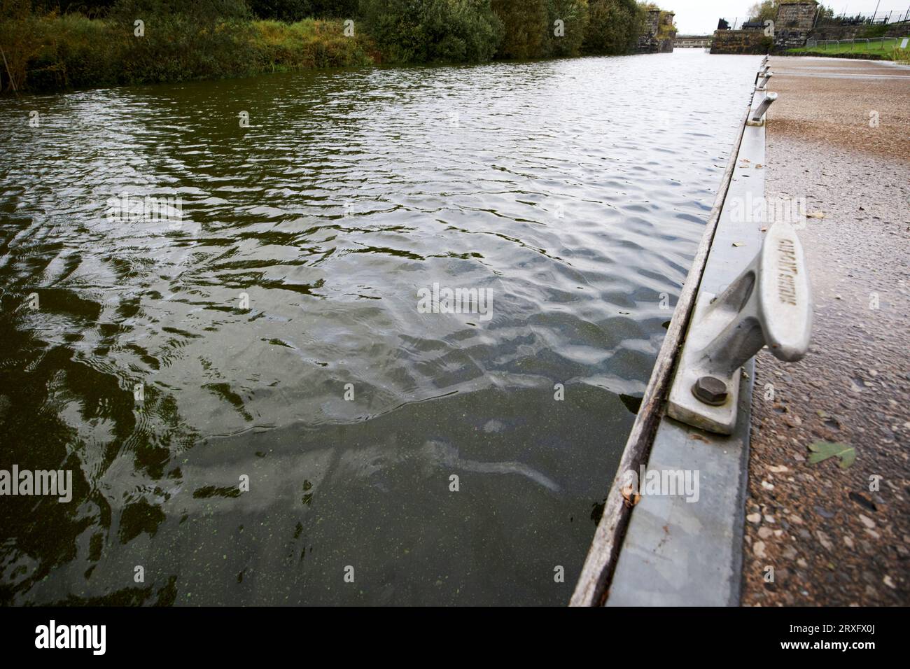 Éclosion d'algues bleu-vert flottant dans l'eau sur le canal Toome sur Lough Neagh Irlande du Nord Royaume-Uni Banque D'Images
