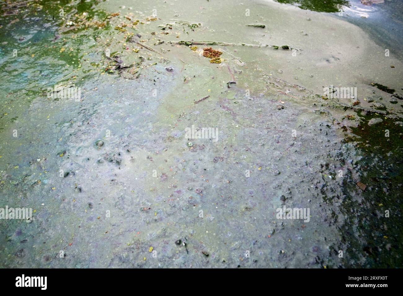 Épidémie d'algues bleu-vert sur Lough Neagh Irlande du Nord Royaume-Uni Banque D'Images