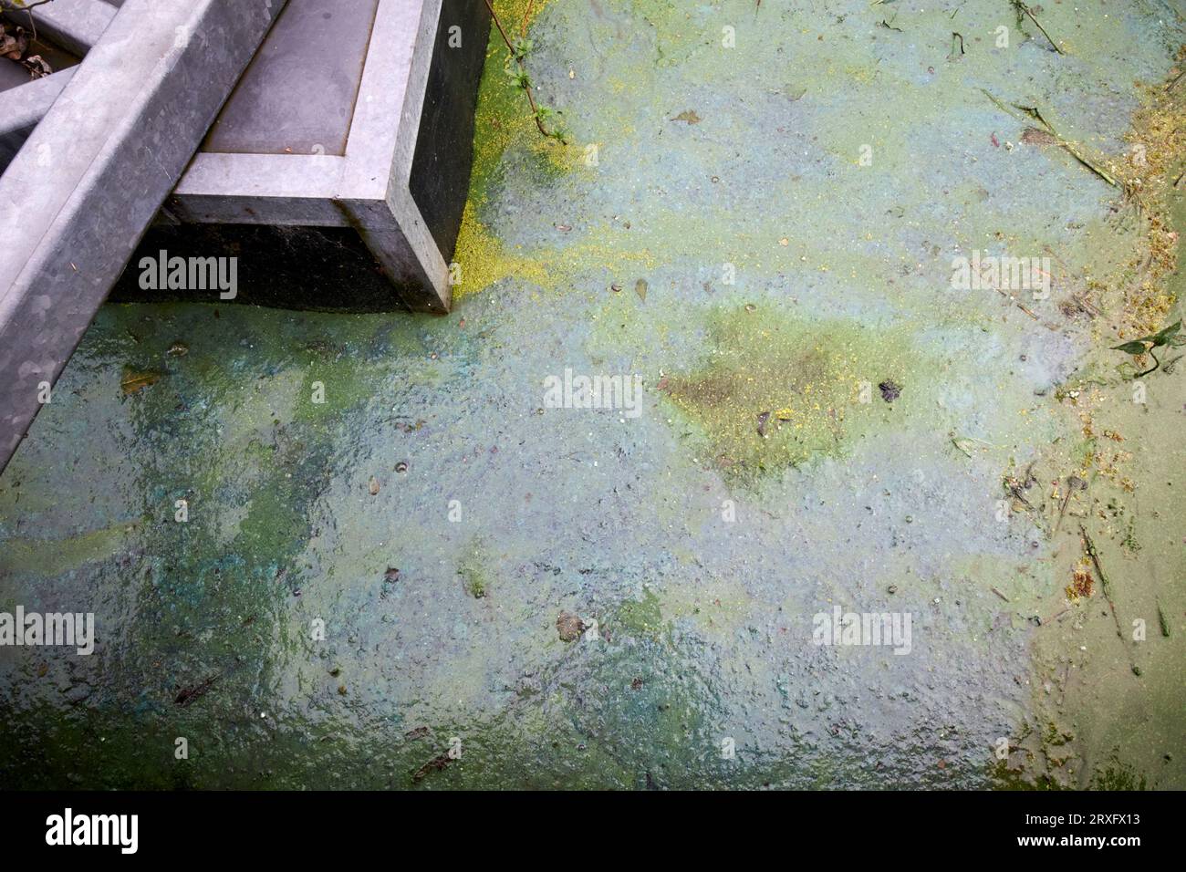 Éclosion d'algues bleu-vert à Toome sur Lough Neagh Irlande du Nord Royaume-Uni Banque D'Images