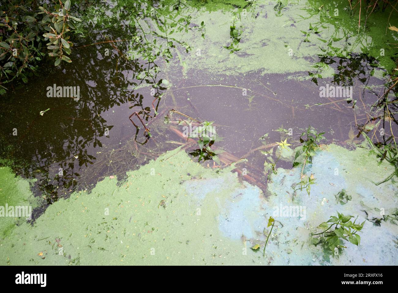 Épidémie d'algues bleu-vert sur Lough Neagh Irlande du Nord Royaume-Uni Banque D'Images