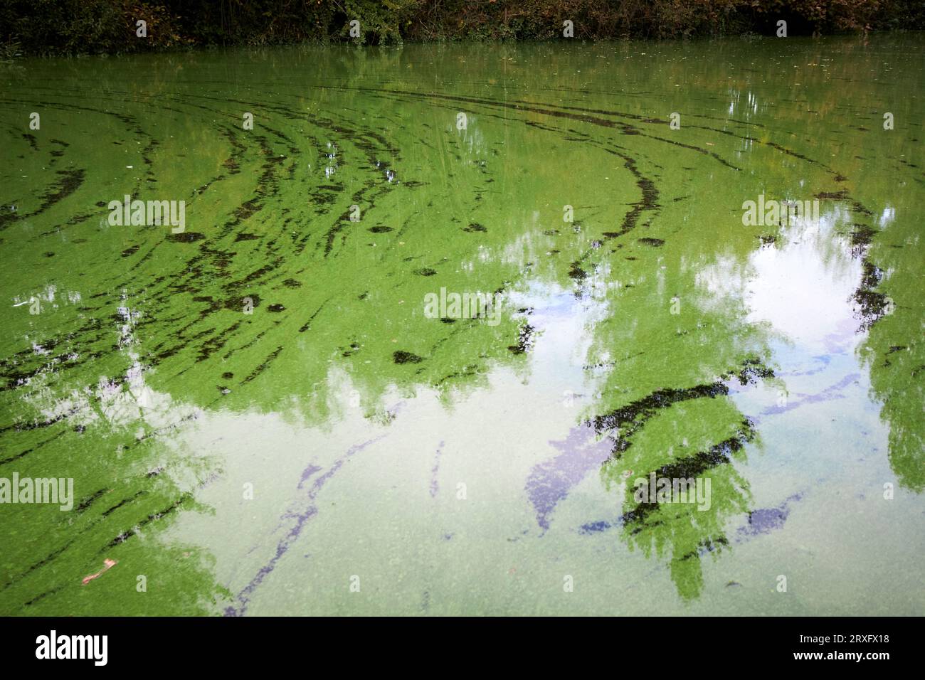 Épidémie d'algues bleu-vert sur Lough Neagh Irlande du Nord Royaume-Uni Banque D'Images