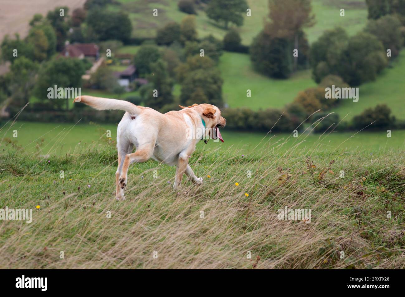 Chien exorcisant sur le sud du Royaume-Uni blonde chien de type Labrador courant sur des bancs herbeux langue dehors haletant format paysage espace copie fin été Royaume-Uni Banque D'Images