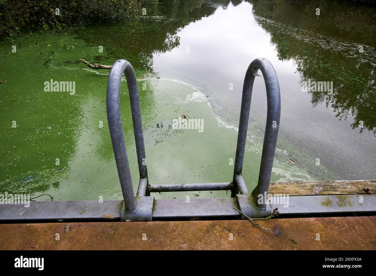 Éclosion d'algues bleu-vert au point d'accès à l'eau dans le canal Toome sur Lough Neagh Irlande du Nord Royaume-Uni Banque D'Images
