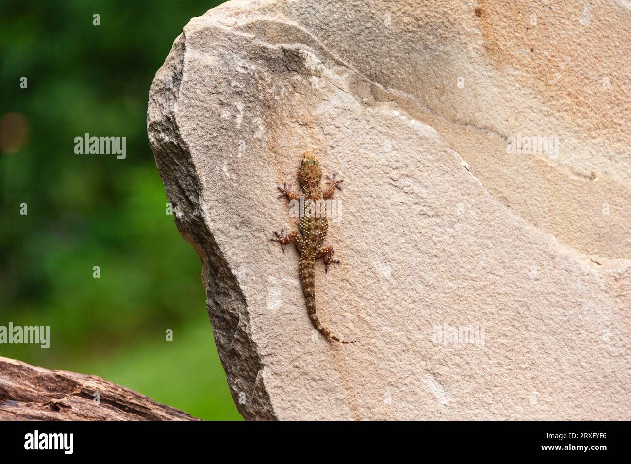 Mediterranean Gecko, Hemidactylus turcicus, chez Gary carter à Mcleanville, Caroline du Nord. Banque D'Images