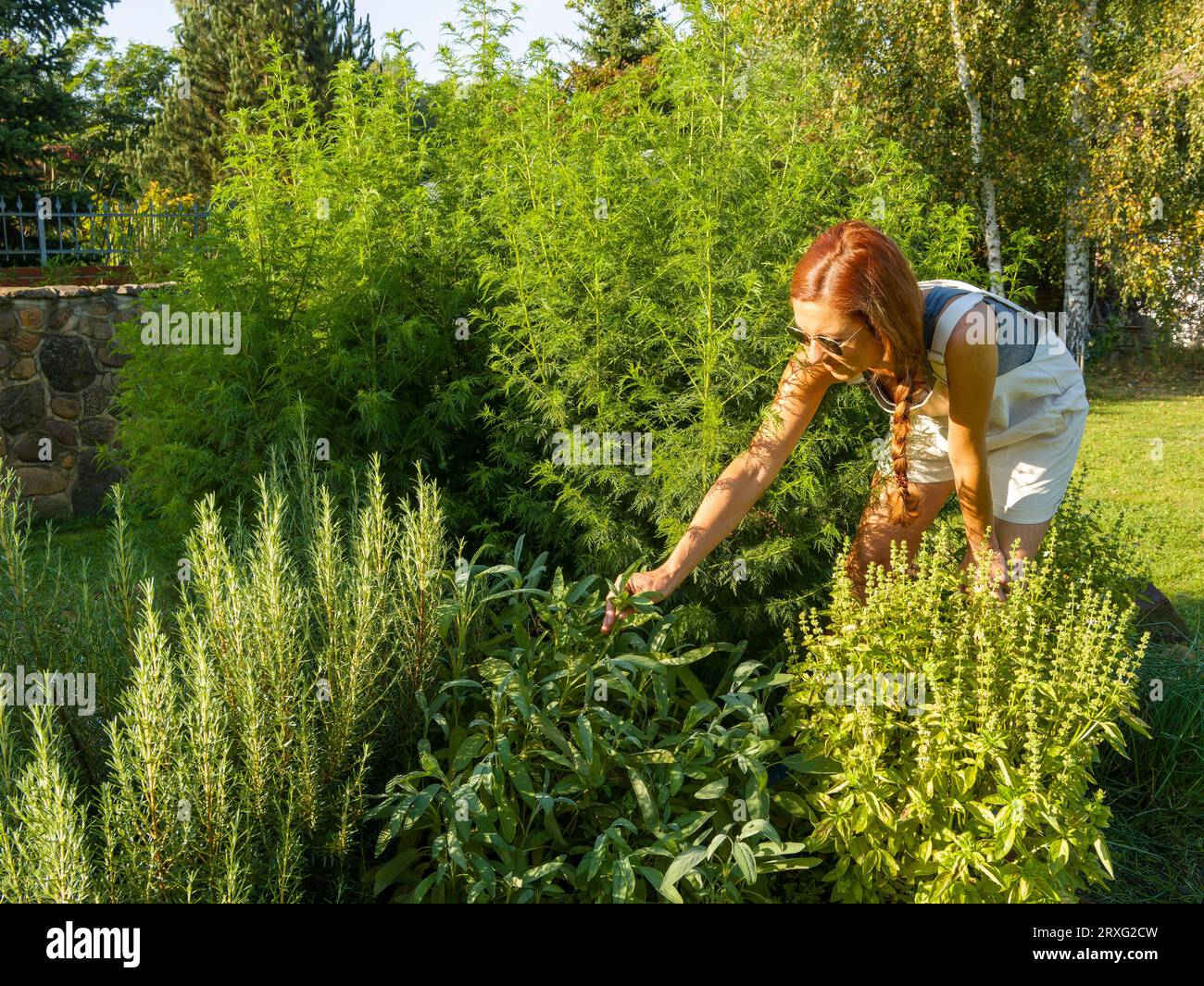 Femme dans le lit d'herbes, herbes médicinales dans le jardin, jardinage dans le jardin d'herbes Banque D'Images
