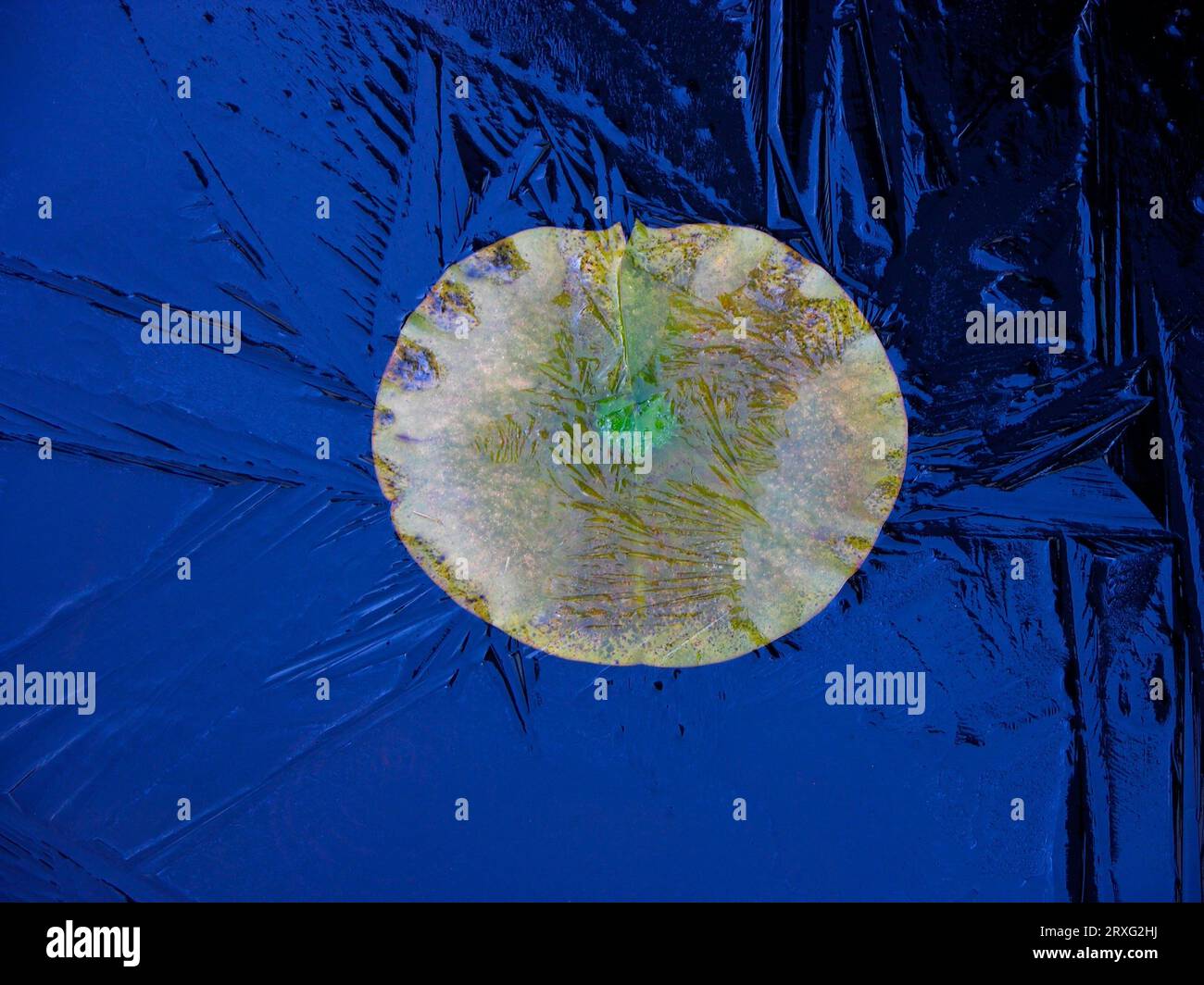 Les nénuphars (Nymphaea) Banque D'Images