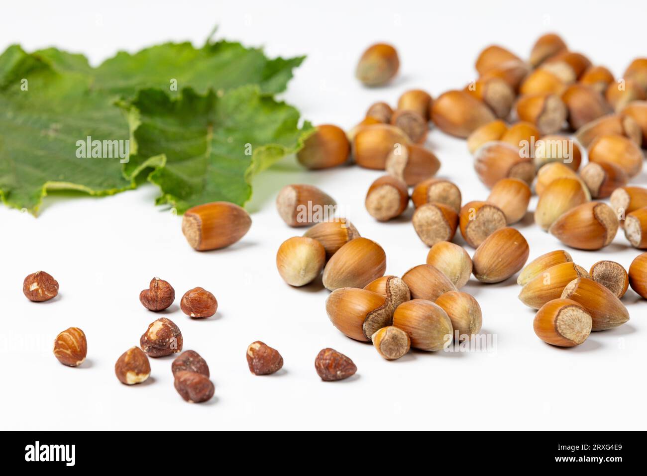 Noisettes dans et sans coquille, feuilles de noisetier, fond blanc Banque D'Images